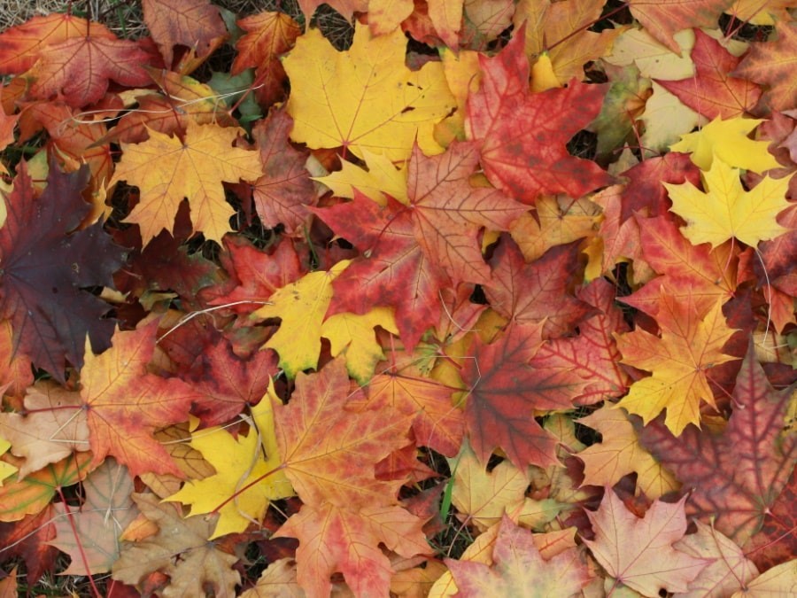 Осенняя палитра в вашем доме